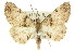  (Syneora adelphodes - 11ANIC-03533)  @15 [ ] CreativeCommons - Attribution (2011) ANIC/CBG Photography Group Centre for Biodiversity Genomics