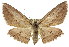  (Euphronarcha epiphloea - 11ANIC-03588)  @16 [ ] CreativeCommons - Attribution (2011) ANIC/CBG Photography Group Centre for Biodiversity Genomics