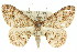  ( - 11ANIC-03638)  @15 [ ] CreativeCommons - Attribution (2011) ANIC/CBG Photography Group Centre for Biodiversity Genomics