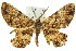  ( - 11ANIC-03662)  @13 [ ] CreativeCommons - Attribution (2011) ANIC/CBG Photography Group Centre for Biodiversity Genomics