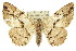  ( - 11ANIC-03674)  @13 [ ] CreativeCommons - Attribution (2011) ANIC/CBG Photography Group Centre for Biodiversity Genomics