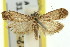  (Mesciniadia aenicta - 11ANIC-03710)  @11 [ ] CreativeCommons - Attribution (2011) ANIC/CBG Photography Group Centre for Biodiversity Genomics