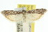  ( - 11ANIC-03723)  @11 [ ] CreativeCommons - Attribution (2011) ANIC/CBG Photography Group Centre for Biodiversity Genomics