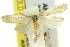  ( - 11ANIC-03796)  @11 [ ] CreativeCommons - Attribution (2011) ANIC/CBG Photography Group Centre for Biodiversity Genomics