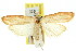  ( - 11ANIC-03807)  @11 [ ] CreativeCommons - Attribution (2011) ANIC/CBG Photography Group Centre for Biodiversity Genomics
