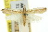  ( - 11ANIC-03844)  @11 [ ] CreativeCommons - Attribution (2011) ANIC/CBG Photography Group Centre for Biodiversity Genomics