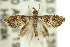  ( - 11ANIC-03865)  @11 [ ] CreativeCommons - Attribution (2011) ANIC/CBG Photography Group Centre for Biodiversity Genomics