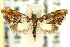  ( - 11ANIC-03869)  @13 [ ] CreativeCommons - Attribution (2011) ANIC/CBG Photography Group Centre for Biodiversity Genomics