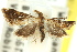  ( - 11ANIC-03882)  @11 [ ] CreativeCommons - Attribution (2011) ANIC/CBG Photography Group Centre for Biodiversity Genomics