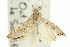  ( - 11ANIC-03892)  @11 [ ] CreativeCommons - Attribution (2011) ANIC/CBG Photography Group Centre for Biodiversity Genomics