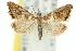  ( - 11ANIC-03895)  @11 [ ] CreativeCommons - Attribution (2011) ANIC/CBG Photography Group Centre for Biodiversity Genomics