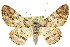  (Cleora perlepidaria - 11ANIC-03937)  @15 [ ] CreativeCommons - Attribution (2011) ANIC/CBG Photography Group Centre for Biodiversity Genomics