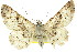  ( - 11ANIC-03954)  @11 [ ] CreativeCommons - Attribution (2011) ANIC/CBG Photography Group Centre for Biodiversity Genomics