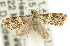  ( - 11ANIC-03993)  @14 [ ] CreativeCommons - Attribution (2011) ANIC/CBG Photography Group Centre for Biodiversity Genomics