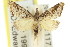  ( - 11ANIC-03995)  @13 [ ] CreativeCommons - Attribution (2011) ANIC/CBG Photography Group Centre for Biodiversity Genomics
