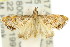  ( - 11ANIC-03996)  @15 [ ] CreativeCommons - Attribution (2011) ANIC/CBG Photography Group Centre for Biodiversity Genomics