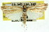  ( - 11ANIC-04657)  @12 [ ] CreativeCommons - Attribution (2011) ANIC/CBG Photography Group Centre for Biodiversity Genomics
