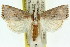  (Autarotis polioleuca - 11ANIC-04661)  @14 [ ] CreativeCommons - Attribution (2011) ANIC/CBG Photography Group Centre for Biodiversity Genomics