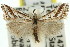  (Autarotis milvellus - 11ANIC-04665)  @14 [ ] CreativeCommons - Attribution (2011) ANIC/CBG Photography Group Centre for Biodiversity Genomics