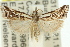  ( - 11ANIC-04666)  @14 [ ] CreativeCommons - Attribution (2011) ANIC/CBG Photography Group Centre for Biodiversity Genomics