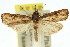  (Mesolia scythrastis - 11ANIC-04667)  @11 [ ] CreativeCommons - Attribution (2011) ANIC/CBG Photography Group Centre for Biodiversity Genomics