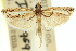  ( - 11ANIC-04674)  @11 [ ] CreativeCommons - Attribution (2011) ANIC/CBG Photography Group Centre for Biodiversity Genomics
