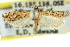  (Mesolia sp. ANIC4 - 11ANIC-04678)  @11 [ ] CreativeCommons - Attribution (2011) ANIC/CBG Photography Group Centre for Biodiversity Genomics
