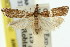  (Mesolia sp. ANIC5 - 11ANIC-04681)  @11 [ ] CreativeCommons - Attribution (2011) ANIC/CBG Photography Group Centre for Biodiversity Genomics
