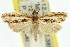  (Mesolia pelopa - 11ANIC-04689)  @14 [ ] CreativeCommons - Attribution (2011) ANIC/CBG Photography Group Centre for Biodiversity Genomics