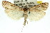  ( - 11ANIC-04714)  @13 [ ] CreativeCommons - Attribution (2011) ANIC/CBG Photography Group Centre for Biodiversity Genomics