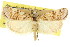  (Prionapteryx sp. ANIC6 - 11ANIC-04732)  @11 [ ] CreativeCommons - Attribution (2011) ANIC/CBG Photography Group Centre for Biodiversity Genomics