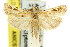  ( - 11ANIC-04735)  @14 [ ] CreativeCommons - Attribution (2011) ANIC/CBG Photography Group Centre for Biodiversity Genomics
