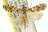  ( - 11ANIC-04740)  @14 [ ] CreativeCommons - Attribution (2011) ANIC/CBG Photography Group Centre for Biodiversity Genomics