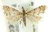  ( - 11ANIC-04007)  @11 [ ] CreativeCommons - Attribution (2011) ANIC/CBG Photography Group Centre for Biodiversity Genomics