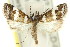  (Eurhythma latifasciella - 11ANIC-04013)  @14 [ ] CreativeCommons - Attribution (2011) ANIC/CBG Photography Group Centre for Biodiversity Genomics