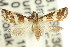  ( - 11ANIC-04015)  @13 [ ] CreativeCommons - Attribution (2011) ANIC/CBG Photography Group Centre for Biodiversity Genomics