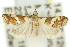  ( - 11ANIC-04016)  @11 [ ] CreativeCommons - Attribution (2011) ANIC/CBG Photography Group Centre for Biodiversity Genomics