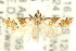  ( - 11ANIC-04020)  @12 [ ] CreativeCommons - Attribution (2011) ANIC/CBG Photography Group Centre for Biodiversity Genomics