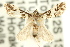  ( - 11ANIC-04021)  @11 [ ] CreativeCommons - Attribution (2011) ANIC/CBG Photography Group Centre for Biodiversity Genomics