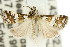  (Eurhythma polyzelota - 11ANIC-04024)  @14 [ ] CreativeCommons - Attribution (2011) ANIC/CBG Photography Group Centre for Biodiversity Genomics