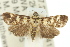  ( - 11ANIC-04029)  @14 [ ] CreativeCommons - Attribution (2011) ANIC/CBG Photography Group Centre for Biodiversity Genomics