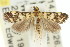  ( - 11ANIC-04035)  @14 [ ] CreativeCommons - Attribution (2011) ANIC/CBG Photography Group Centre for Biodiversity Genomics