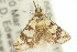  ( - 11ANIC-04042)  @13 [ ] CreativeCommons - Attribution (2011) ANIC/CBG Photography Group Centre for Biodiversity Genomics