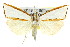  (Neargyria - 11ANIC-04049)  @15 [ ] CreativeCommons - Attribution (2011) ANIC/CBG Photography Group Centre for Biodiversity Genomics