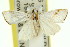  ( - 11ANIC-04053)  @13 [ ] CreativeCommons - Attribution (2011) ANIC/CBG Photography Group Centre for Biodiversity Genomics