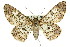  (Cleora sabulata - 11ANIC-04101)  @15 [ ] CreativeCommons - Attribution (2011) ANIC/CBG Photography Group Centre for Biodiversity Genomics