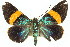  ( - 11ANIC-04179)  @13 [ ] CreativeCommons - Attribution (2011) ANIC/CBG Photography Group Centre for Biodiversity Genomics
