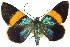  ( - 11ANIC-04180)  @14 [ ] CreativeCommons - Attribution (2011) ANIC/CBG Photography Group Centre for Biodiversity Genomics