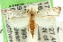  (Friedlanderia sp. ANIC2 - 11ANIC-04193)  @15 [ ] CreativeCommons - Attribution (2011) ANIC/CBG Photography Group Centre for Biodiversity Genomics