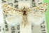  (Friedlanderia sp. ANIC4 - 11ANIC-04195)  @13 [ ] CreativeCommons - Attribution (2011) ANIC/CBG Photography Group Centre for Biodiversity Genomics
